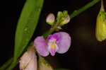 Showy milkwort